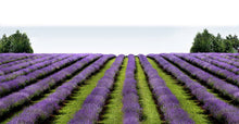 Load image into Gallery viewer, European Lavender Flowers