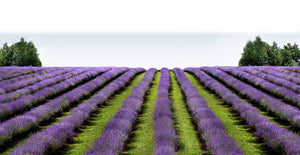 European Lavender Flowers